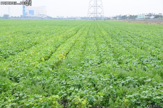 開著Luxgen SUV拾毛豆(並為熱心的農民朋友作播秧機、毛豆採收機開箱文)