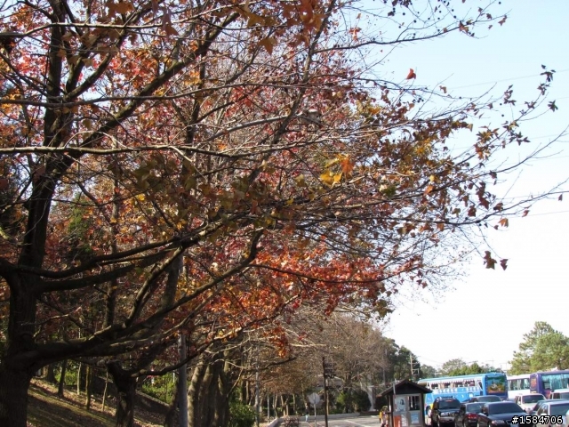 賞楓賞梅-大溪慈湖角板山自行車快樂遊