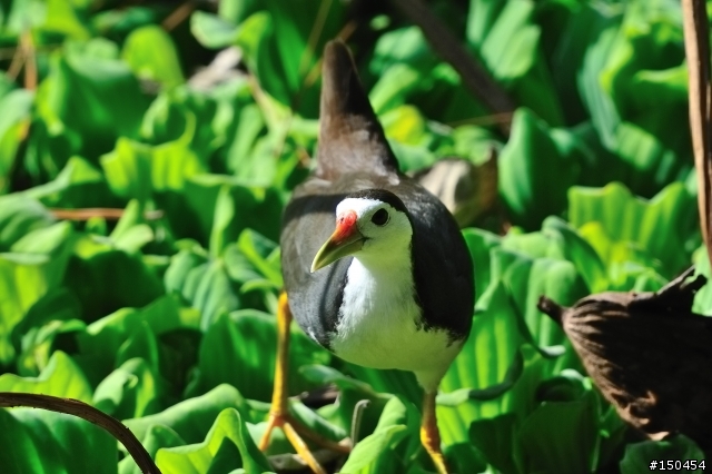 小黑六+AF-S Teleconverter TC-20E III (最新三倍鏡)+D300s 打鳥效果分享