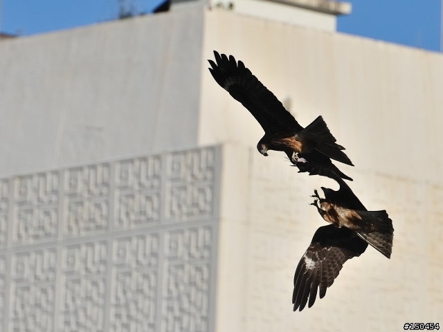 小黑六+AF-S Teleconverter TC-20E III (最新三倍鏡)+D300s 打鳥效果分享