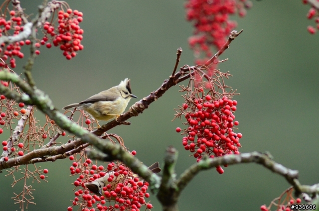 鳥餐廳正熱鬧-D7000打鳥攝、錄影測試