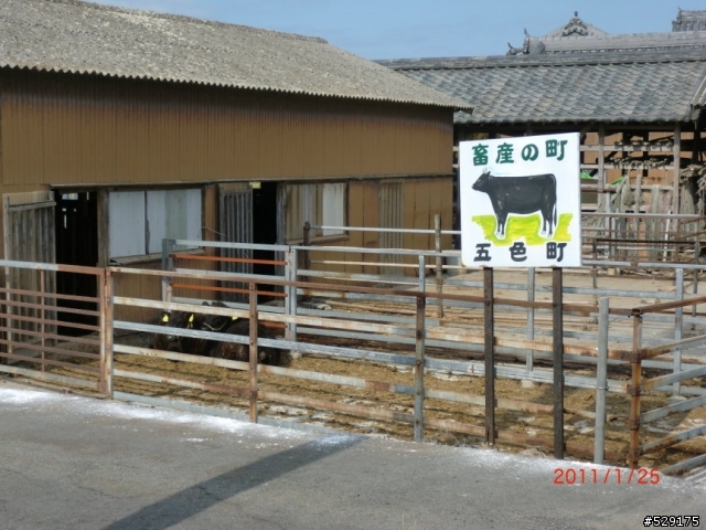 寒冬中的樂事--環日本淡路島二日遊