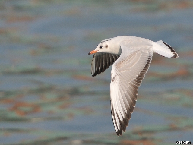 小黑六+AF-S Teleconverter TC-20E III (最新三倍鏡)+D300s 打鳥效果分享