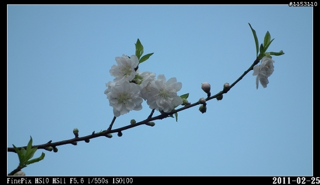 2011年淡水天元宮櫻花季花況回報~八樓有即時資訊連結~