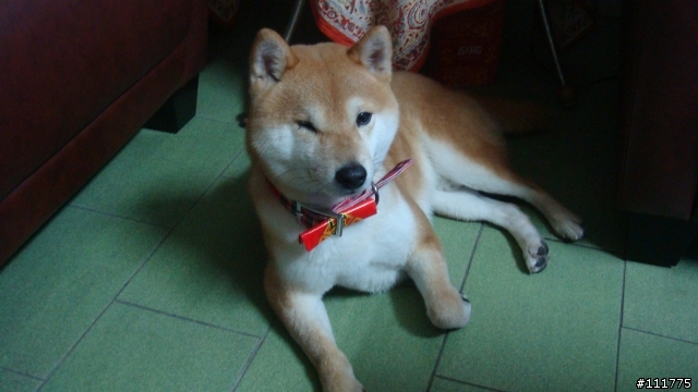 柴犬拖把的近況.......過新年領紅包^^