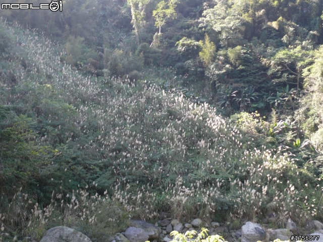 【圖文分享】年初五苗栗山路(天狗、象鼻、達觀)熱血奔騰遨遊