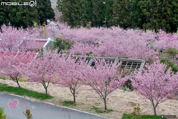 2011武陵農場櫻花季-賞櫻不必遠到日本!
