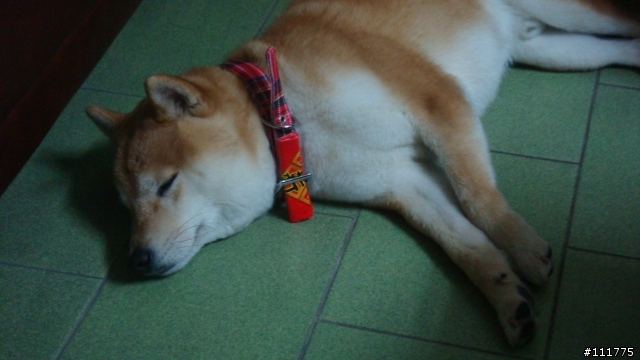 柴犬拖把的近況.......過新年領紅包^^