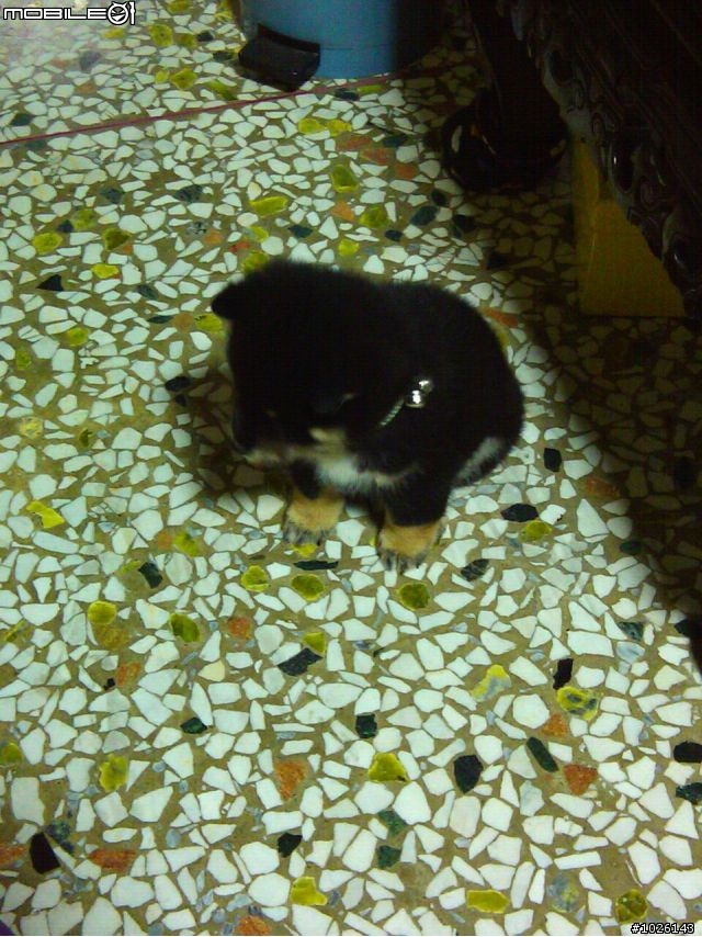 柴犬飼料問題