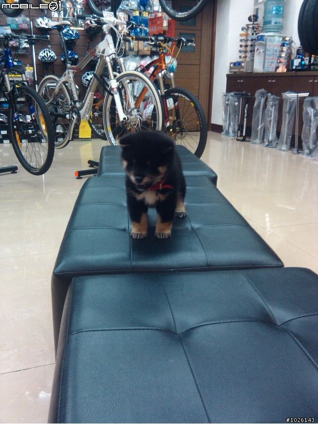 柴犬飼料問題
