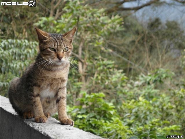 猴硐&山城九份歷史一日遊