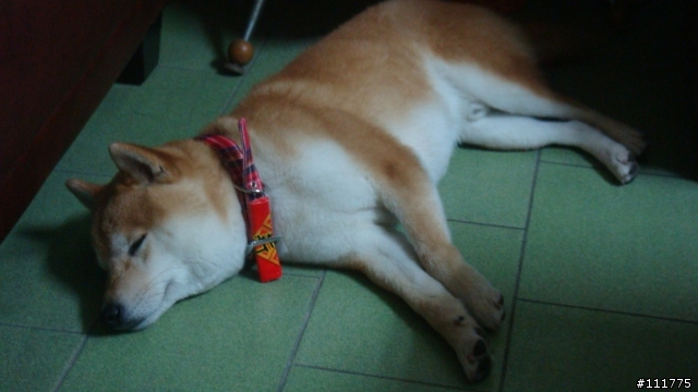 柴犬拖把的近況.......過新年領紅包^^