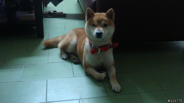 柴犬拖把的近況.......過新年領紅包^^