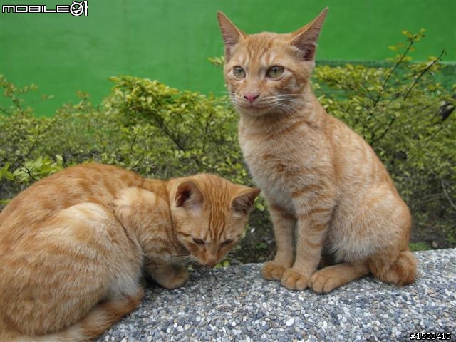 猴硐&山城九份歷史一日遊
