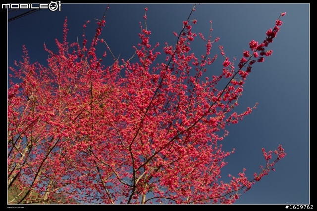 2011.02.03/04 今夜 白馬不坐王子,搭載旅人 目標合歡山 出發~(文多圖又多)