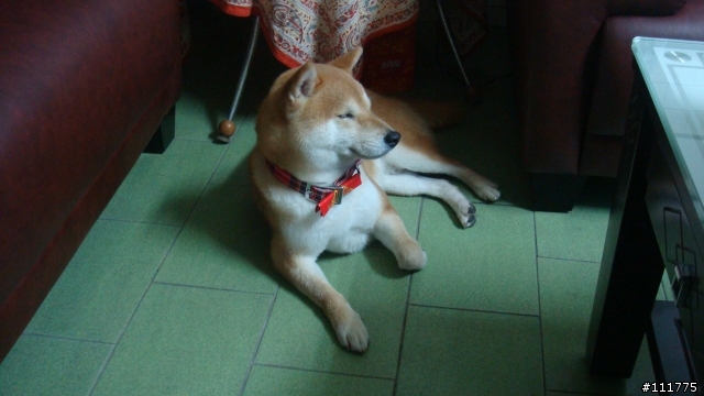 柴犬拖把的近況.......過新年領紅包^^