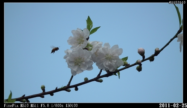 2011年淡水天元宮櫻花季花況回報~八樓有即時資訊連結~
