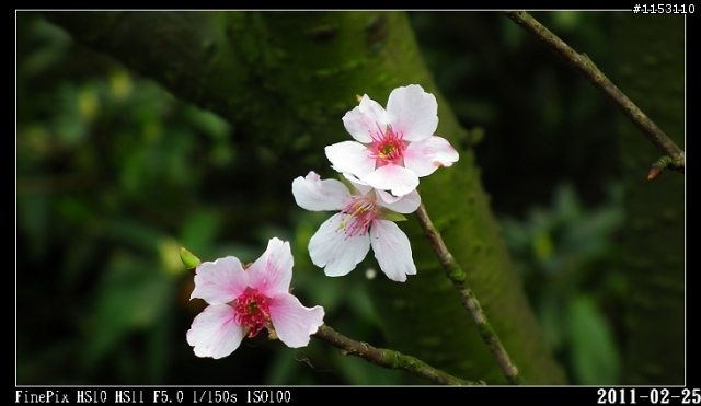 2011年淡水天元宮櫻花季花況回報~八樓有即時資訊連結~