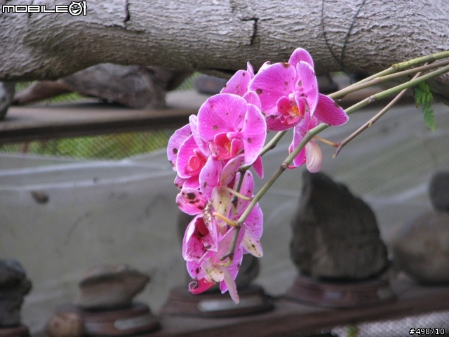 2011/0213 高雄~娜瑪夏~現況!~