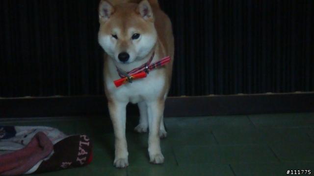 柴犬拖把的近況.......過新年領紅包^^