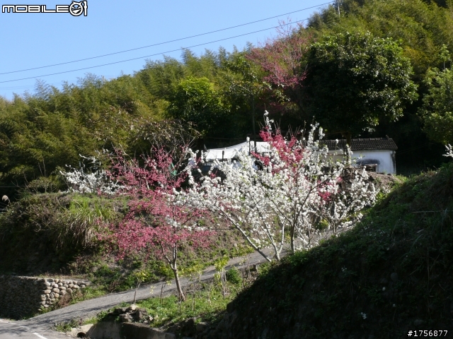 【圖文分享】年初五苗栗山路(天狗、象鼻、達觀)熱血奔騰遨遊