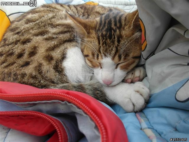 猴硐&山城九份歷史一日遊
