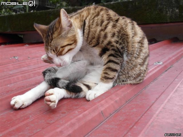 猴硐&山城九份歷史一日遊