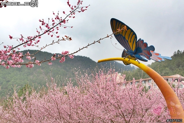 2011武陵農場櫻花季-賞櫻不必遠到日本!