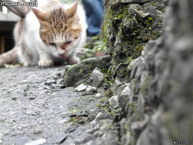 猴硐&山城九份歷史一日遊
