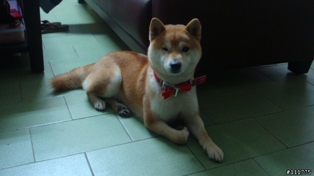 柴犬拖把的近況.......過新年領紅包^^