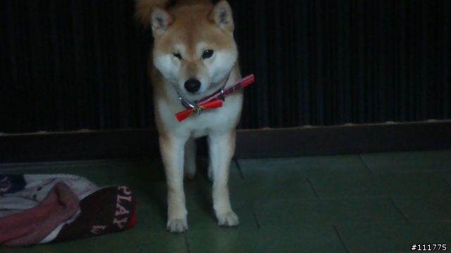 柴犬拖把的近況.......過新年領紅包^^