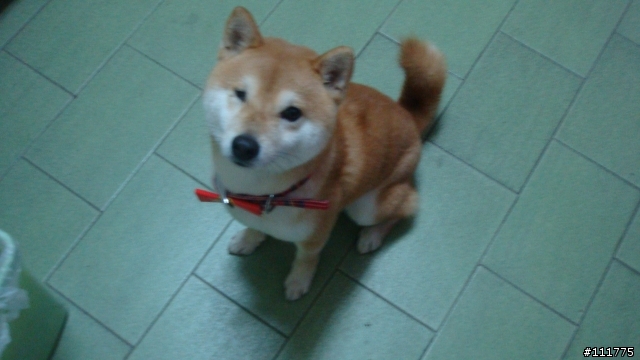 柴犬拖把的近況.......過新年領紅包^^