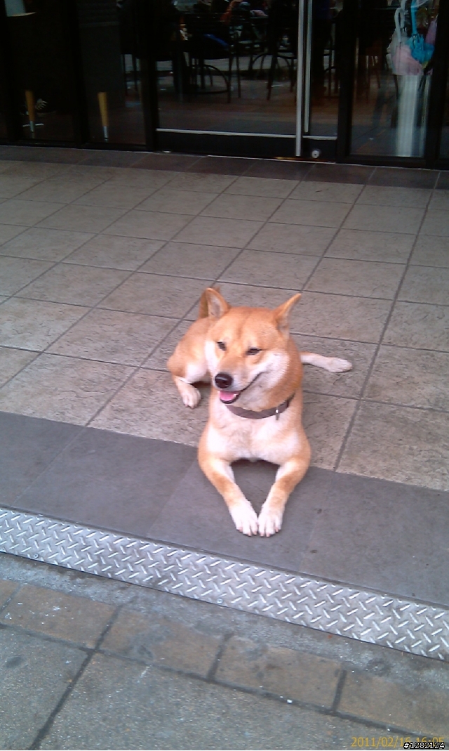 新北投捷運站星巴克前的可愛柴犬弟弟(2/17更新)