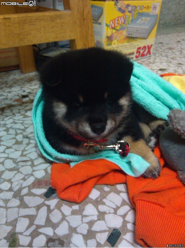 柴犬飼料問題