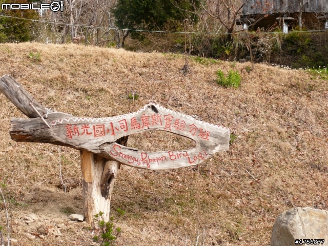 【圖文分享】年初六新竹深山(錦屏、秀巒、司馬庫斯)熱血沸騰遨遊