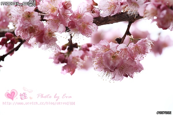 2011武陵農場櫻花季-賞櫻不必遠到日本!