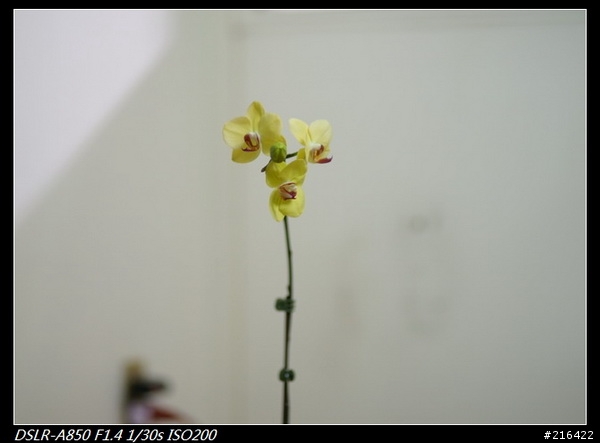 簡單開箱~SIGMA 85mmF1.4 &"薇薇"s85試拍