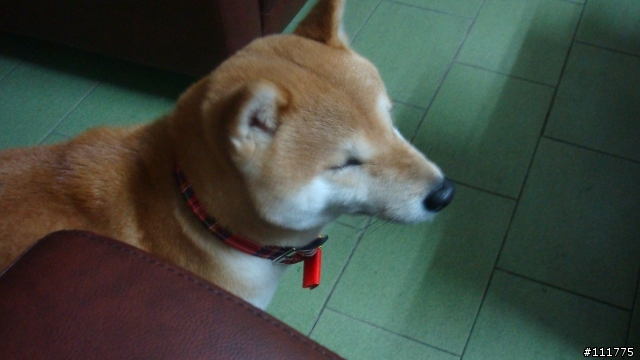柴犬拖把的近況.......過新年領紅包^^