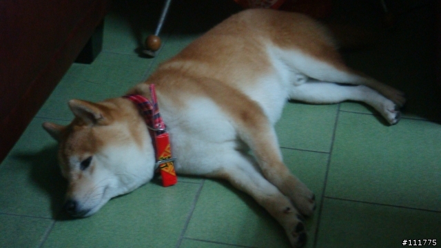 柴犬拖把的近況.......過新年領紅包^^