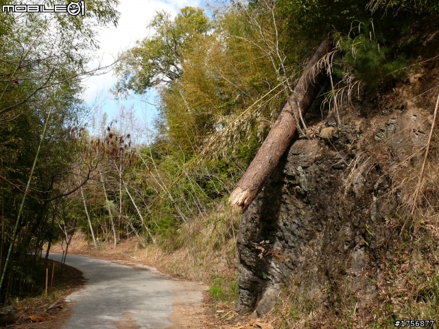 【圖文分享】年初六新竹深山(錦屏、秀巒、司馬庫斯)熱血沸騰遨遊
