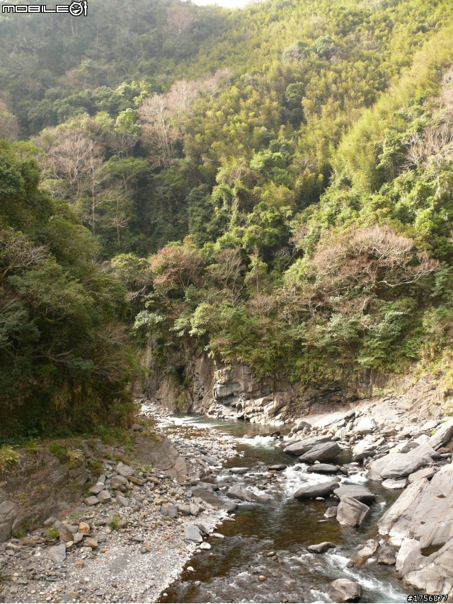 【圖文分享】年初六新竹深山(錦屏、秀巒、司馬庫斯)熱血沸騰遨遊