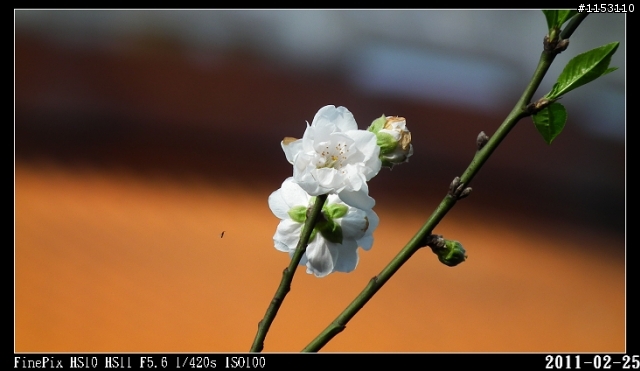 2011年淡水天元宮櫻花季花況回報~八樓有即時資訊連結~