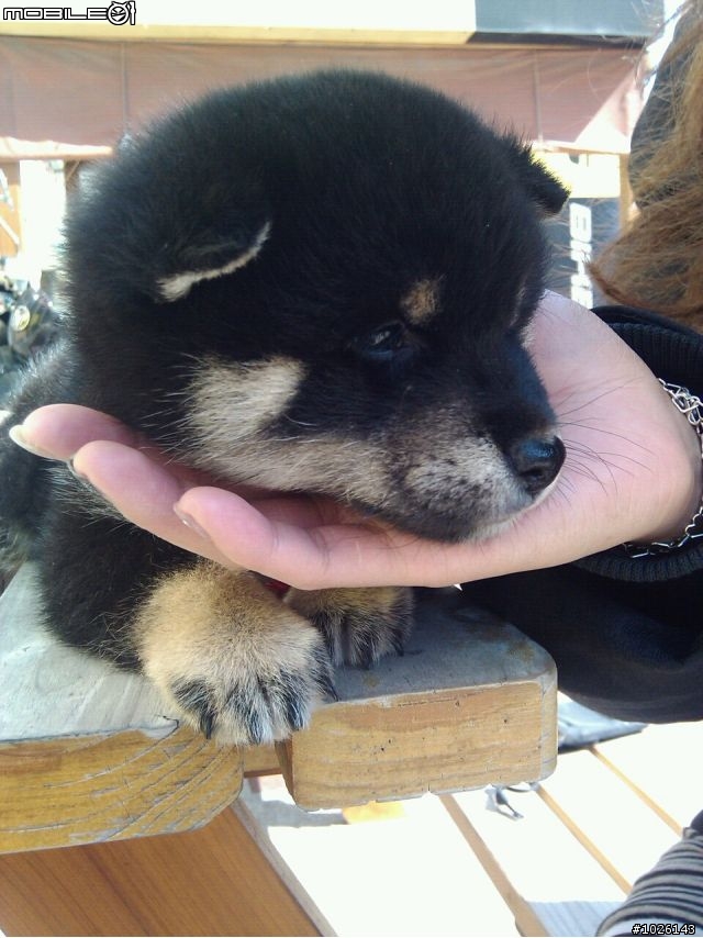柴犬飼料問題