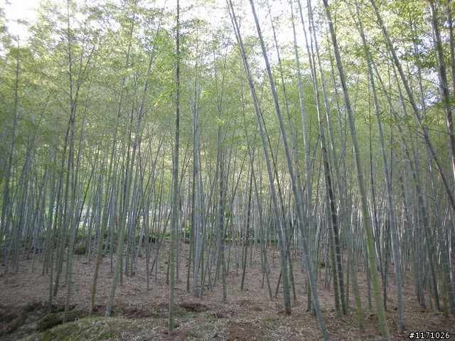 三峽三星
