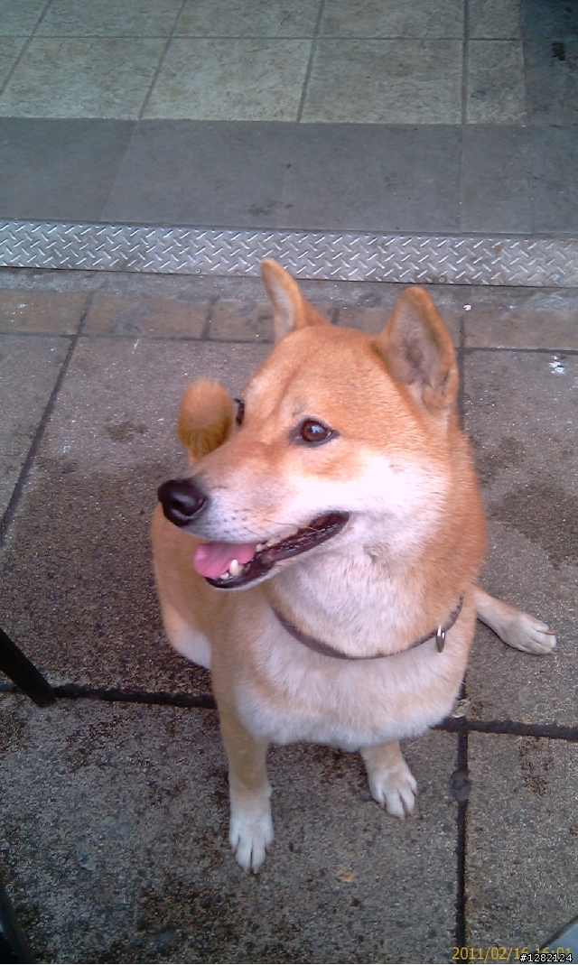 新北投捷運站星巴克前的可愛柴犬弟弟(2/17更新)