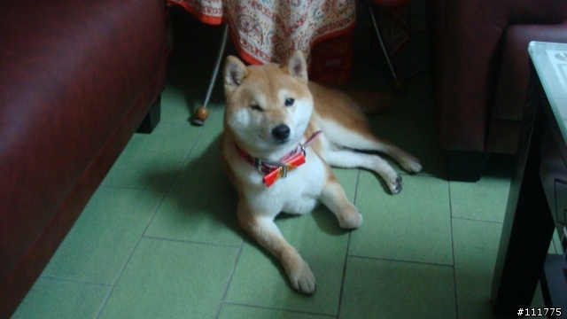 柴犬拖把的近況.......過新年領紅包^^