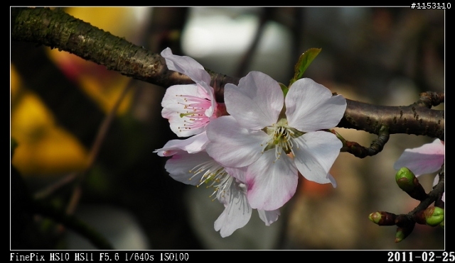2011年淡水天元宮櫻花季花況回報~八樓有即時資訊連結~