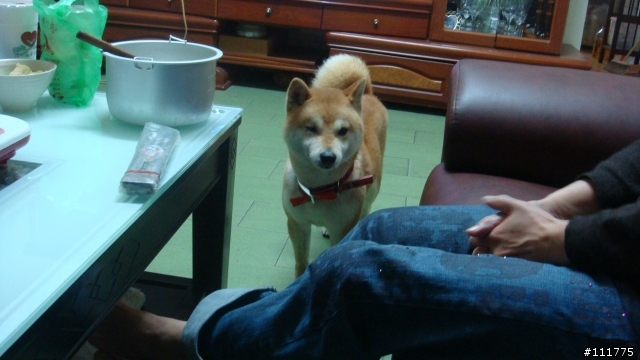 柴犬拖把的近況.......過新年領紅包^^