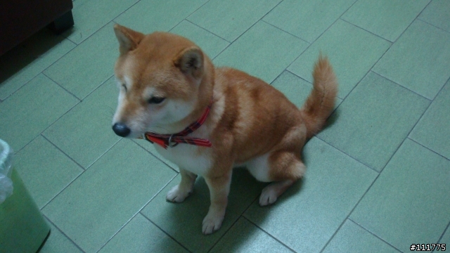 柴犬拖把的近況.......過新年領紅包^^