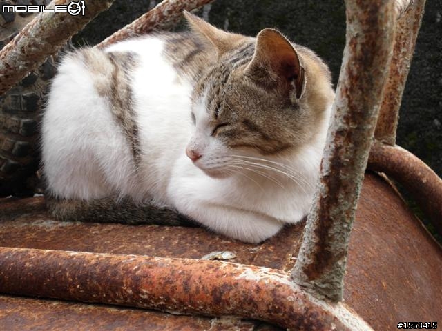 猴硐&山城九份歷史一日遊